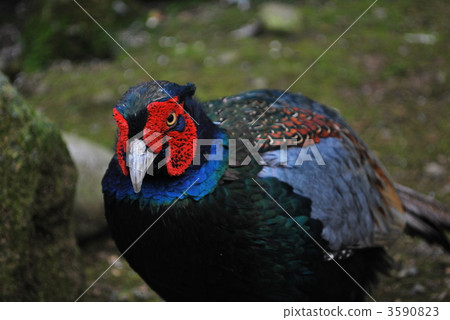 日本野雞 綠雉 桃太郎 3590823