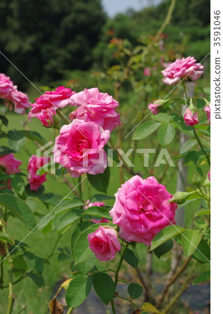 悠萊 玫瑰 玫瑰花 3591046