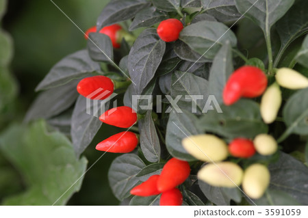 Goshiki Capsicum 3591059