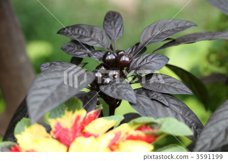 Pepper black pearl 3591199