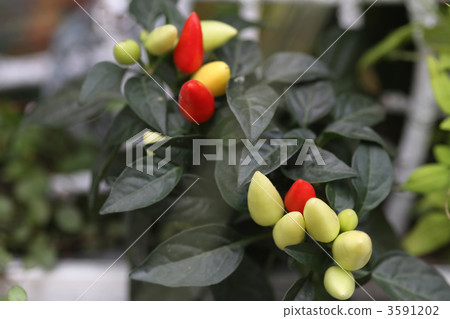 Goshiki Capsicum 3591202
