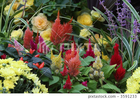 flower bed  3591233