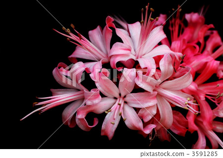 Diamond Lily Diamond Lily 3591285