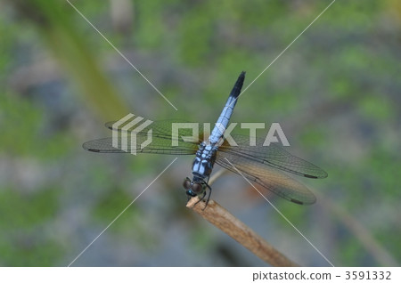 蜻蜓在新加坡見面 3591332