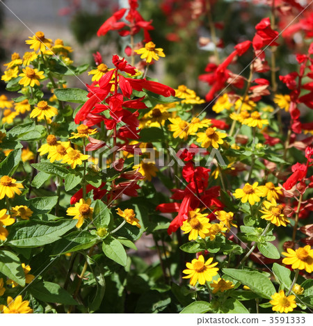 Kaito和Ludovcekia 3591333