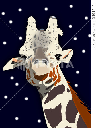 giraffa, giraffe, terrestrial animal 3591341