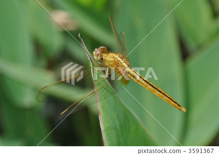 蜻蜓在新加坡見面 3591367