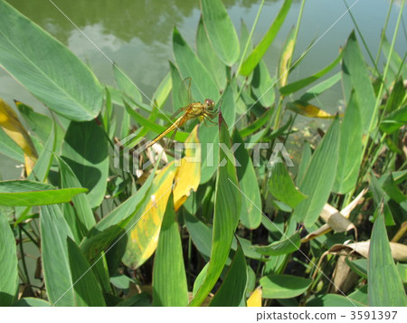 A dragonfly meets in Singapore A dragonfly meets in Singapore 3591397