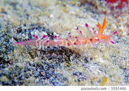 乳白色的海參 海底的 海裡 3591400