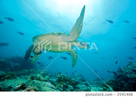 綠海龜 海洋動物 珊瑚 3591406