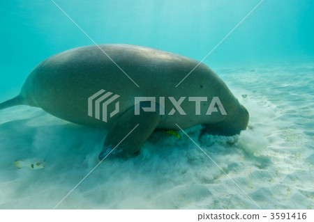 dugong, sea creature, marine animal 3591416