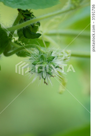 Fruit like a rough gourd spinach 3591786