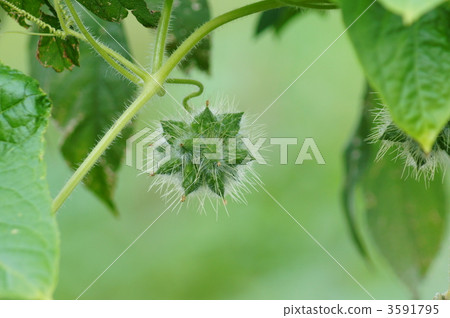 水果就像一個粗糙的葫蘆菠菜 3591795