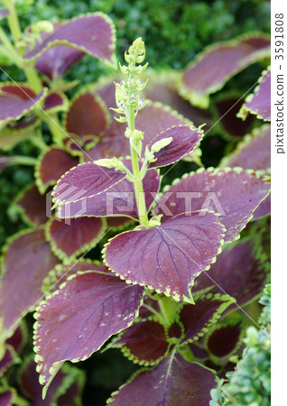 The Collius Japanese name is Kinno Shiso Kinlandjisso, Nishiki Shiso Nishiki Joso 3591808