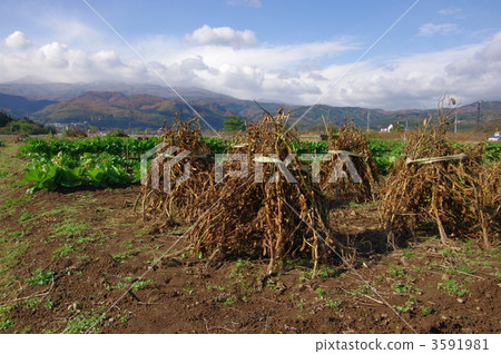 Harvesting soybean dried soybeans Harvesting soybean dried soybeans 3591981
