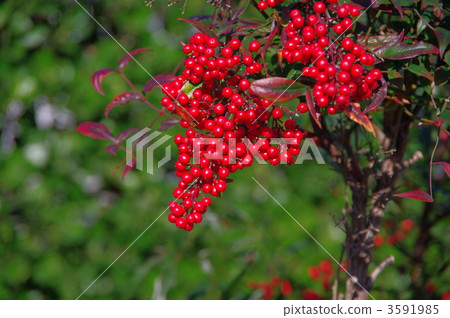 南方紅色真正的南滕 南方紅色真正的南滕 3591985