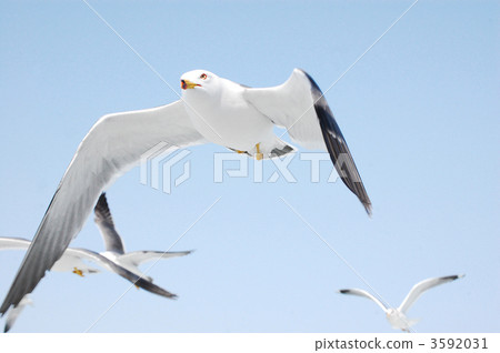黑尾鷗 拍打翅膀 海鷗 3592031