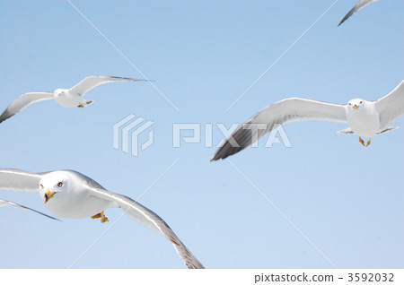 拍打翅膀 海鷗 鷗 3592032