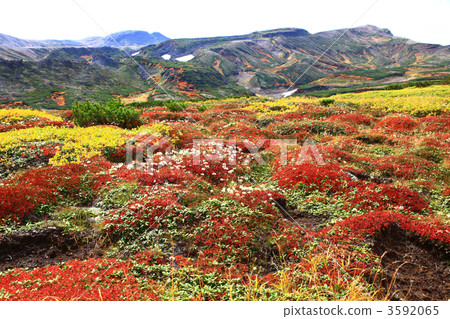 Autumn leaves of Mt. Autumn leaves of Mt. 3592065