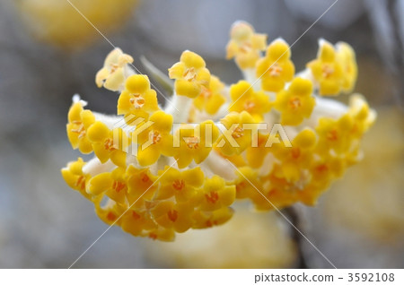 Mitumata flowers 3592108