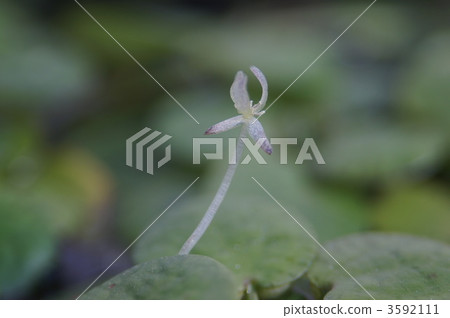 亞馬遜Frogbit 亞馬遜Frogbit 3592111