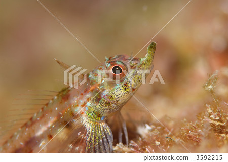 Teng Heavy gimpo Teng Heavy gimpo 3592215