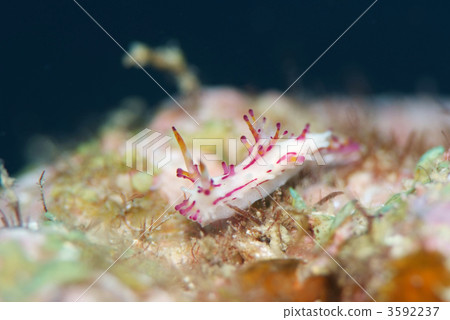 森姬海蛞蝓 3592237