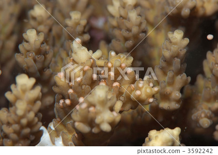 產卵的珊瑚 3592242