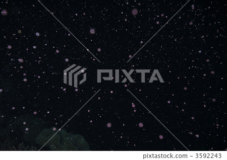 Spawning of corals 3592243