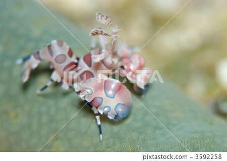 Horse deep-fried 3592258