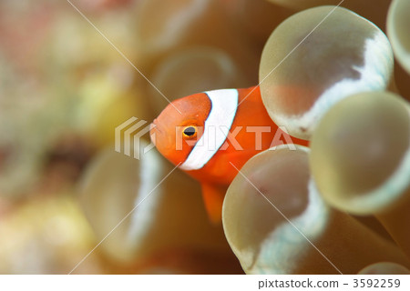 Hakimanbushi 3592259