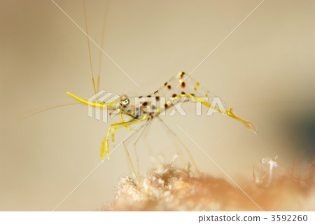Mikaduki common shrimp Mikaduki common shrimp 3592260