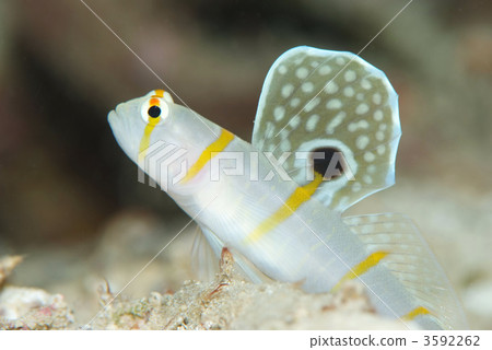 Nichirin Daehase 3592262