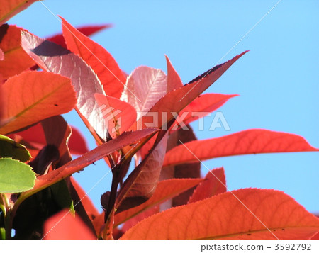 When the sprout grows red it becomes a green tooth When the sprout grows red it becomes a green tooth 3592792