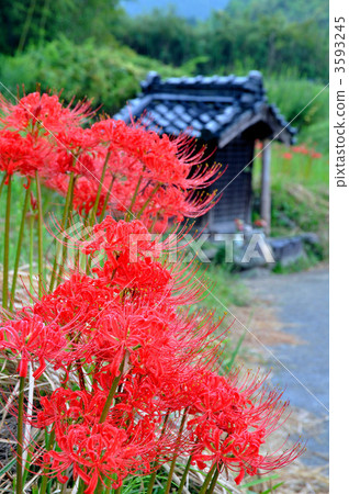 Yamanobe Road的群集孤挺花 Yamanobe Road的群集孤挺花 3593245