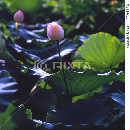 lotus, izunuma, bud 3594158