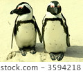 cape penguin, brother, brothers 3594218