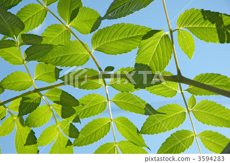 Emperor Dalia's leaves Emperor Dalia's leaves 3594283