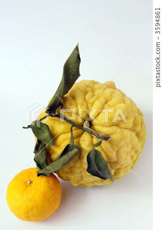 Citron  3594861
