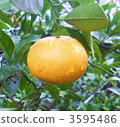 Mandarin orange  3595486