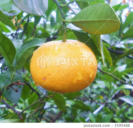 Mandarin orange  Mandarin orange  3595486