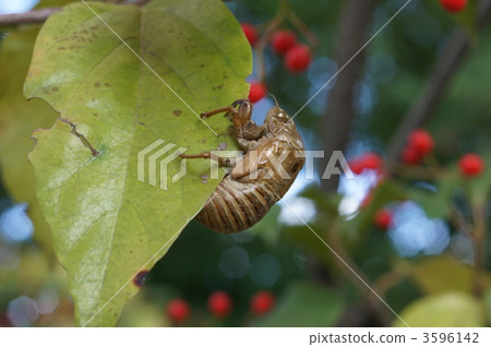 cicada, locust, cicada husk 3596142
