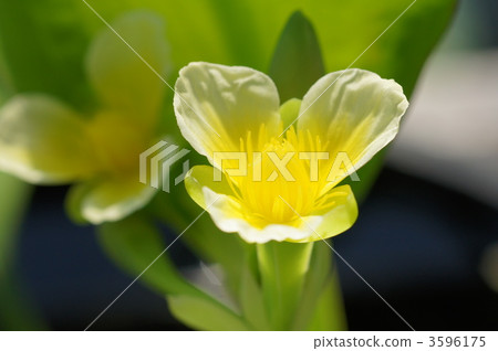 numaoobako, kihana-men high, rimunokarisu-flava 3596175