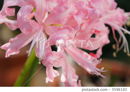 brilliant, florid, blooming 3596183