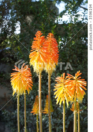 火把蓮 劍葉蘭 火炬花 3596194