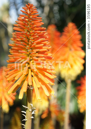 tritoma, christmas cheer, red-hot poker 3596195