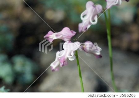 dicentra, dicentra peregrina, komakusa 3596205