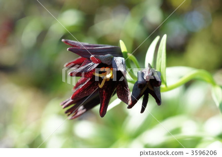 black lily, fritillaria camschatcensis, kamchatka fritillary 3596206