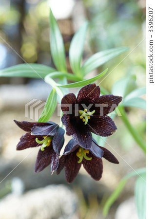盛開 多年生植物 多年草 3596207