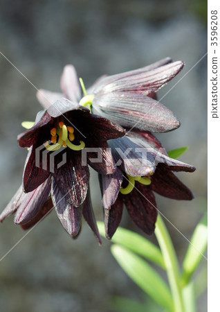 植物 黑百合 高山植物 3596208